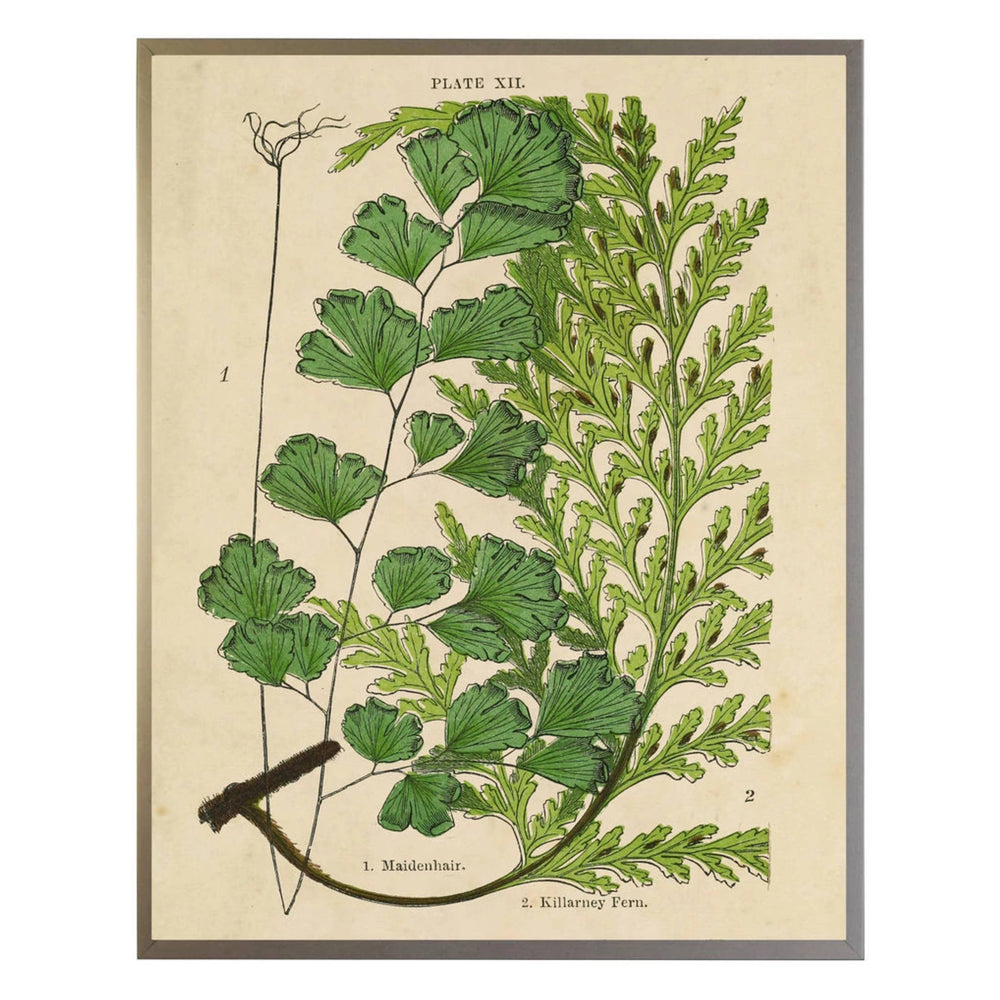 Vintage Fern Collage Wall Art | Ivory