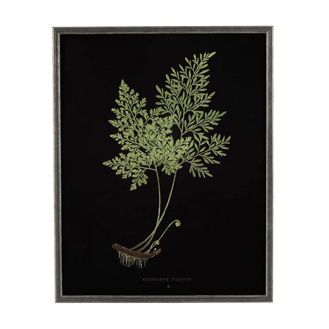 Vintage Fern Wall Art | Black
