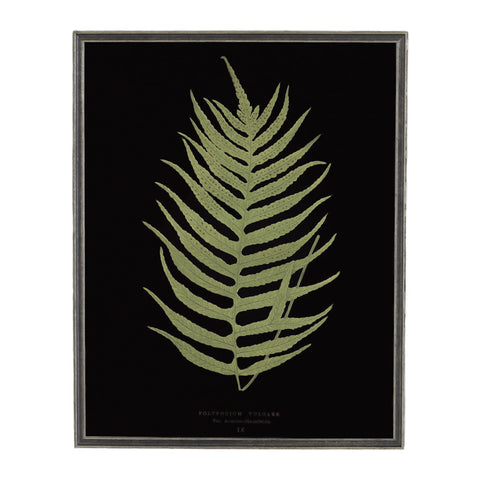 Vintage Fern Wall Art | Black