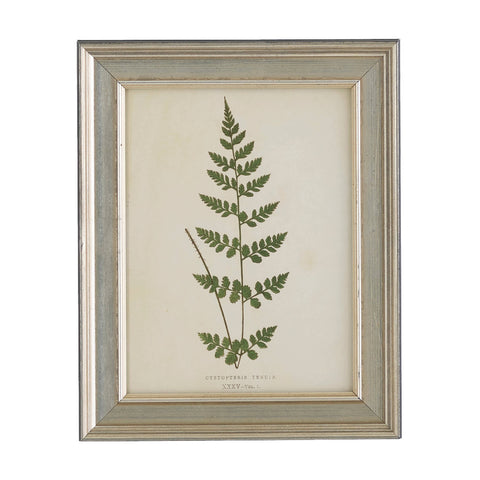 Vintage Fern Wall Art | Ivory