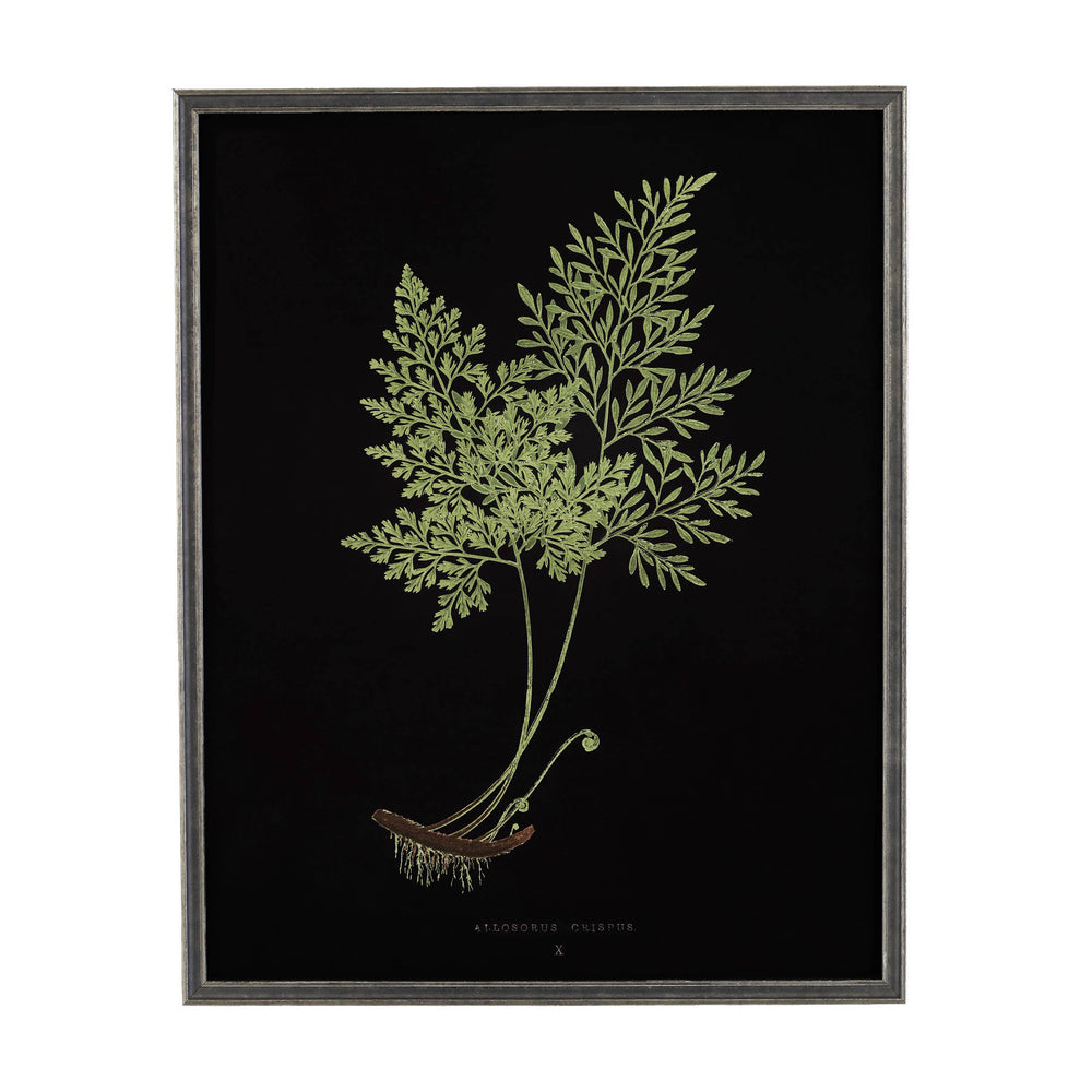 Vintage Fern Wall Art | Black